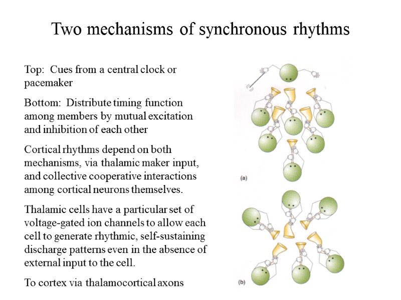 Two mechanisms of synchronous rhythms Top:  Cues from a central clock or pacemaker